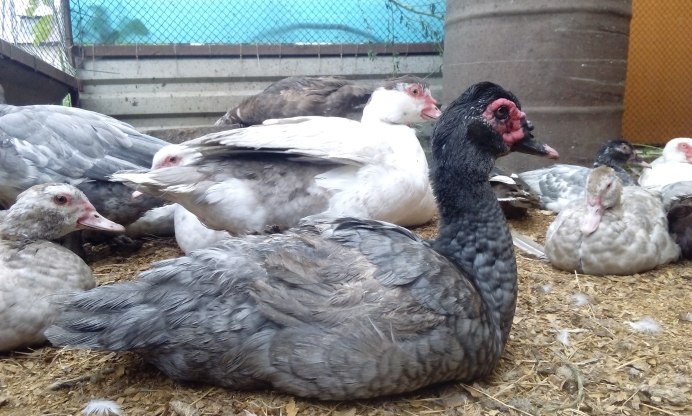 Индоутка пепельная