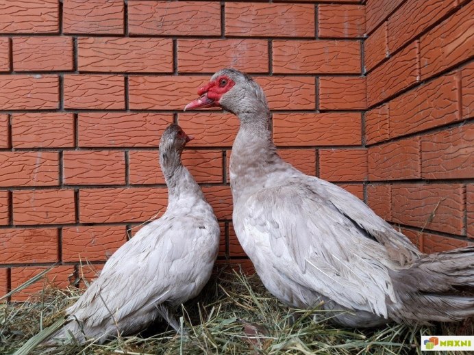 Голубая мускусная индоутка