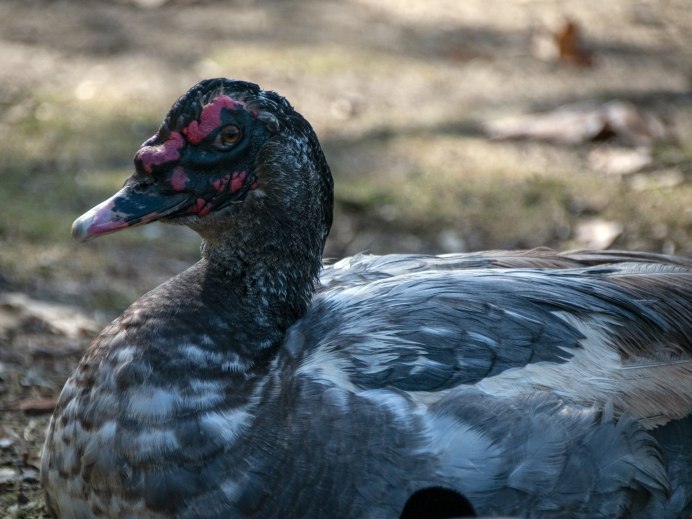 Cairina moschata (мускусная утка