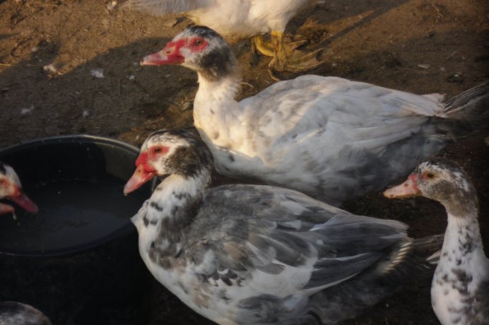 Голубая мускусная утка