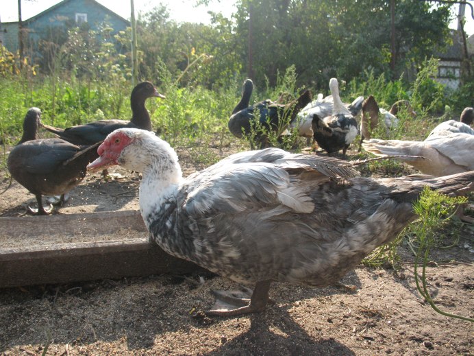 Индоутки 3 месяца фото