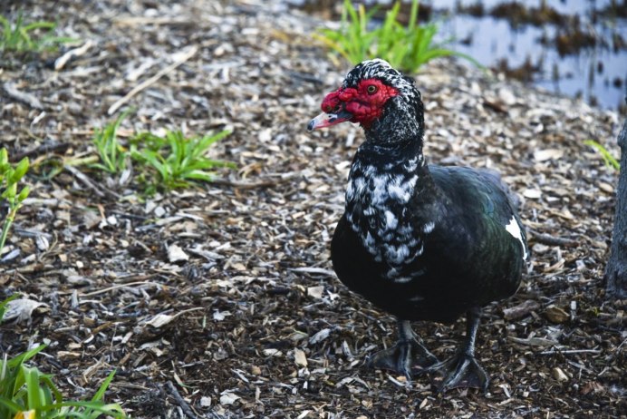 Индоутка пепельная