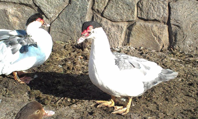 Индоутка пепельная