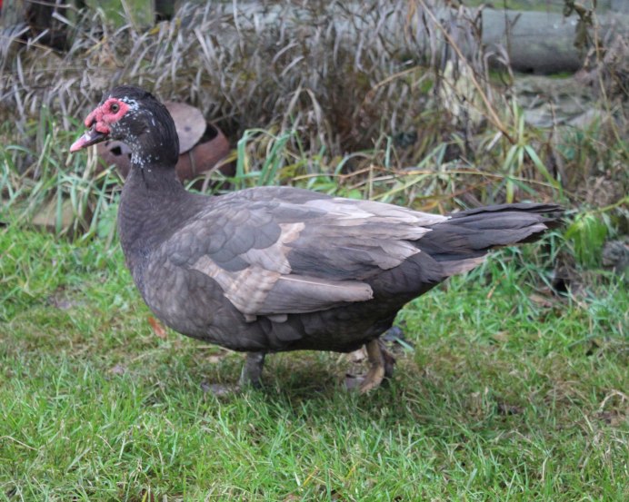 Голубая мускусная индоутка