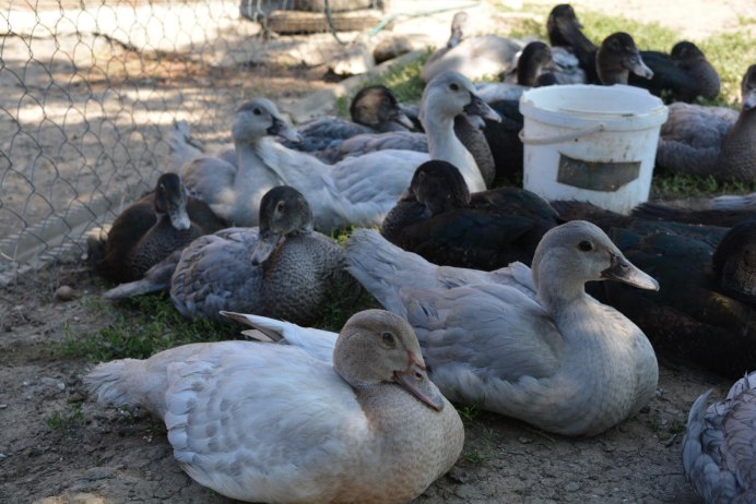 Лавандовая мускусная утка