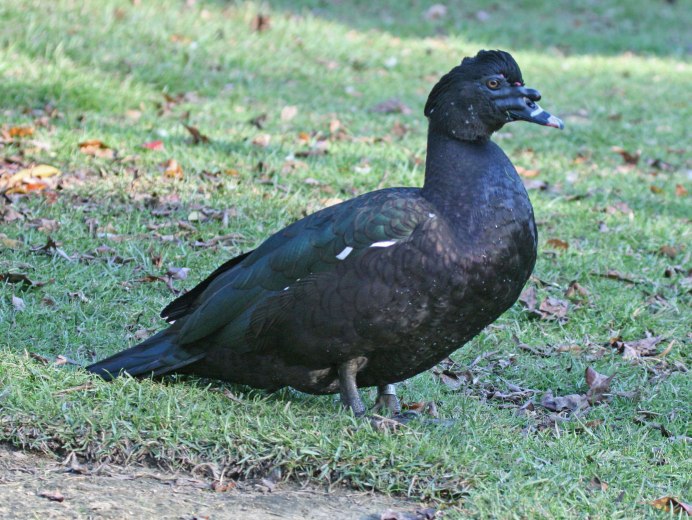 Голубая мускусная утка