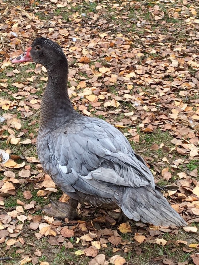 Жемчужная индоутка