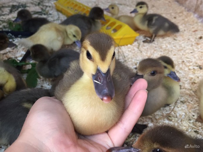 Голубая мускусная индоутка