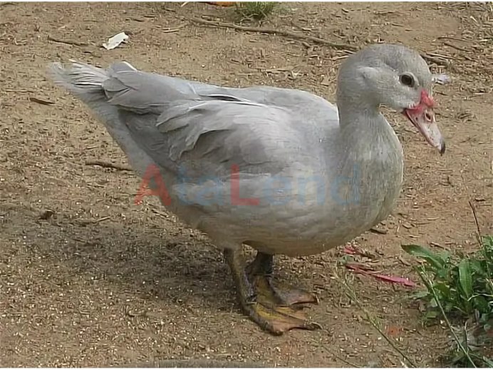 Серый селезень индоутки