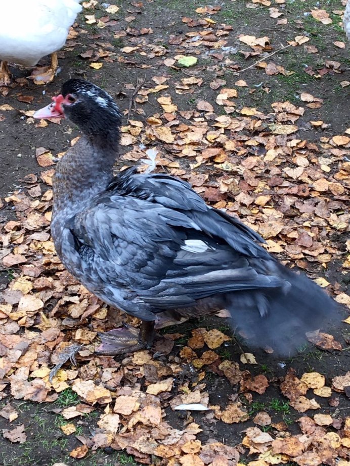 Утки породы индоутки