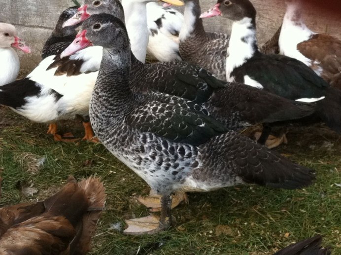 Мускусная утка черная