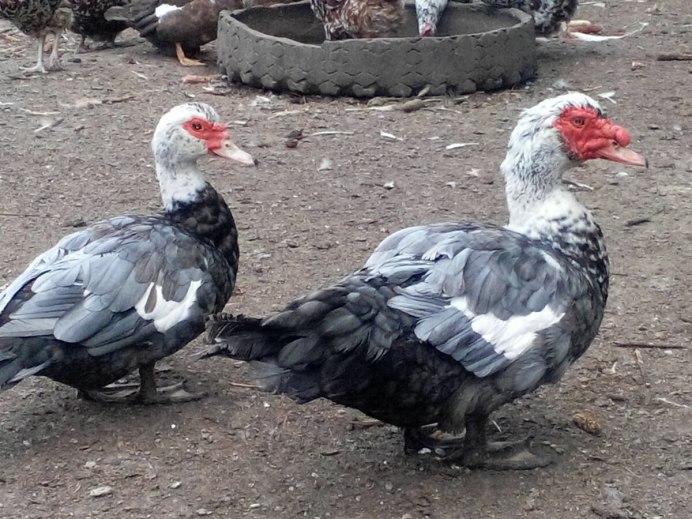 Мускусная утка Изумрудная