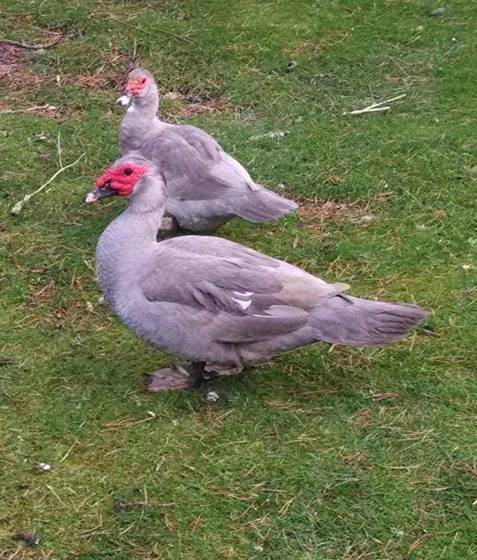 Лавандовая мускусная утка