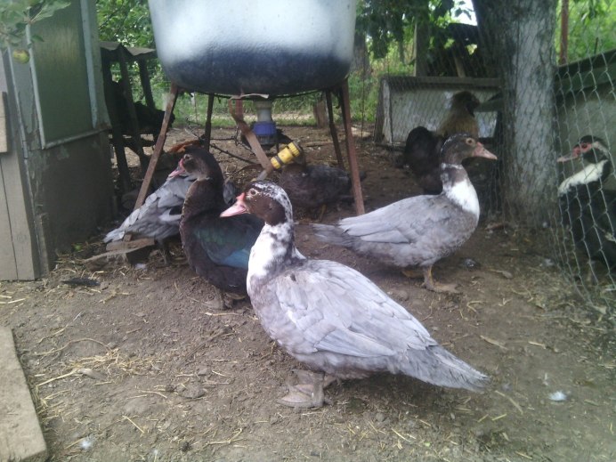 Серая индоутка