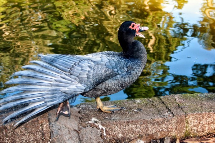 Дикая голубая индоутка