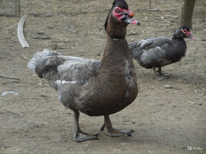 Индоутка немецкая голубая