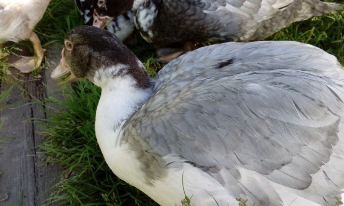 Мускусная утка