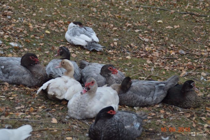 Американская мускусная утка