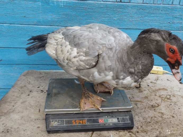 Лавандовая мускусная утка