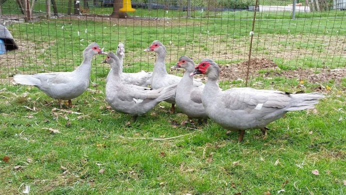 Лавандовые утки мускусные