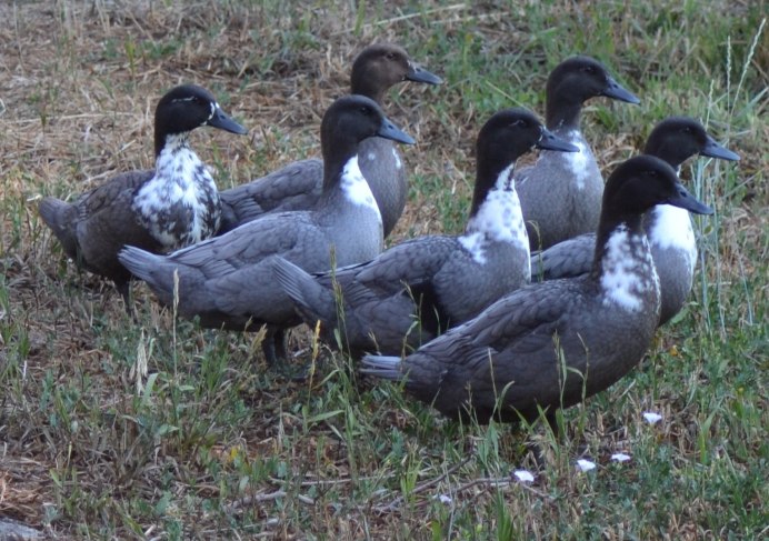 Утята голубой мускусной утки