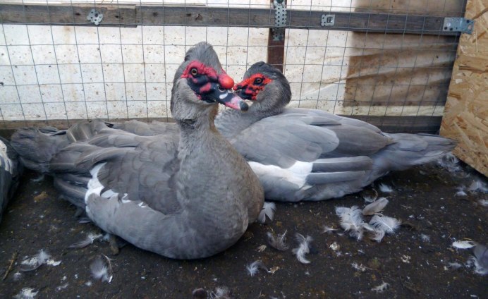 Загорская белогрудая голубая цесарка