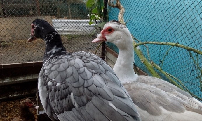 Лавандовая мускусная утка