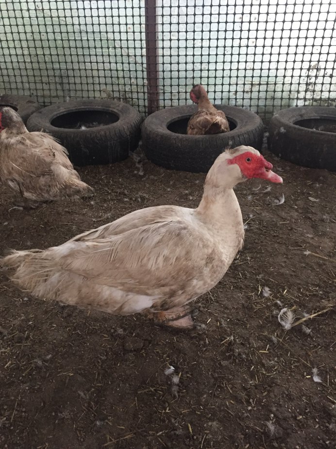 Селезень шипун