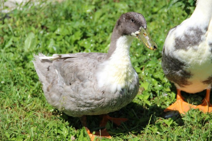 Жемчужные мускусные утки