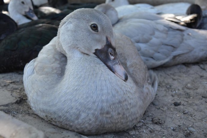 Лавандовая мускусная утка