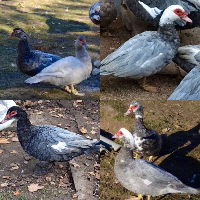 Жемчужные мускусные утки