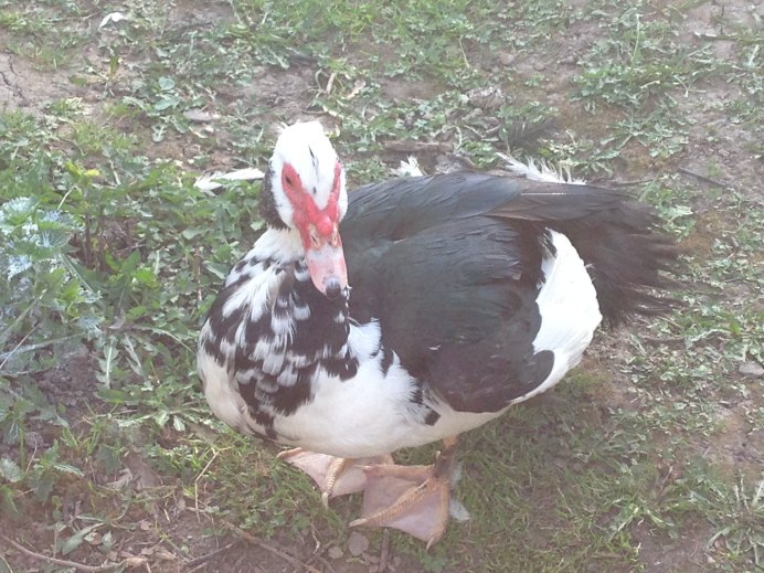 Индоутки мускусные утки