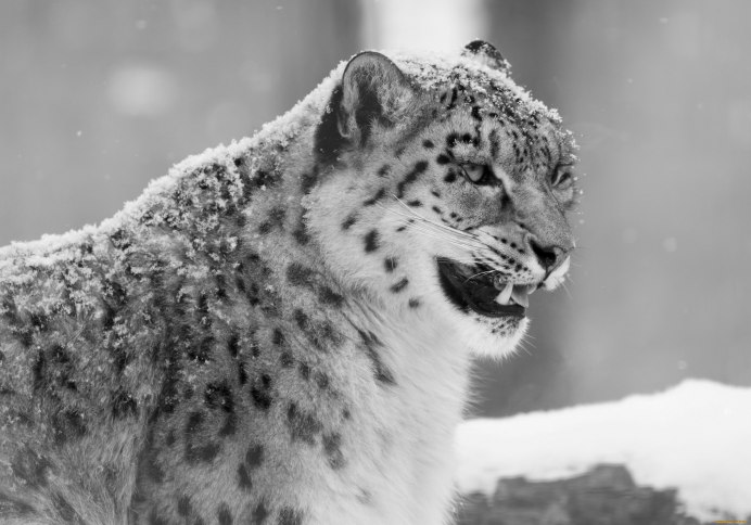 Король Лев снежный Барс