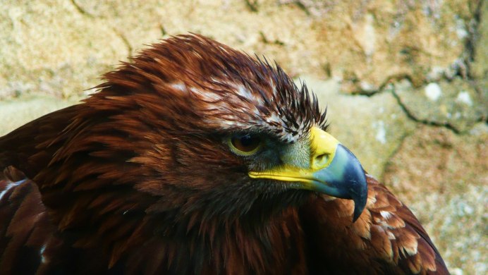 Aquila Eagle