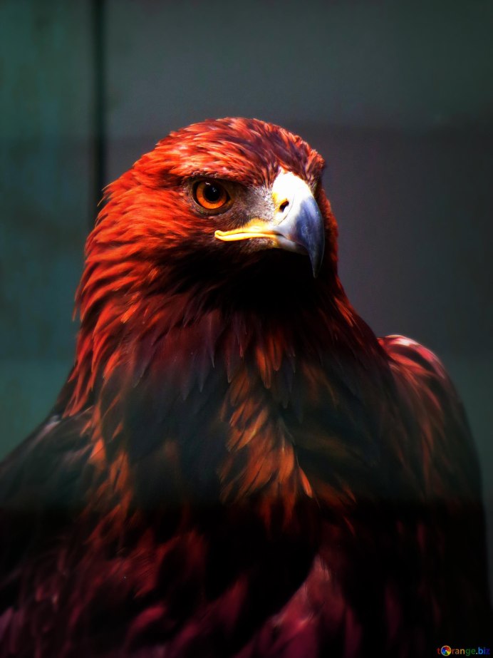 Legend of the Red Falcon