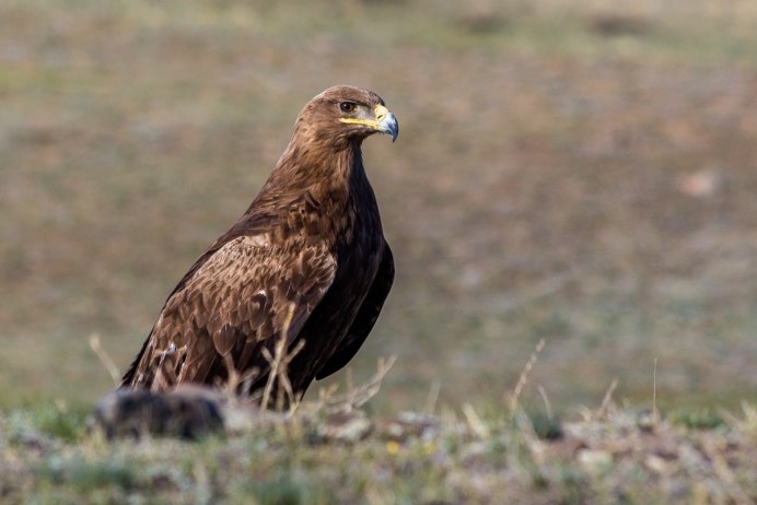 Красный Коршун Milvus Milvus