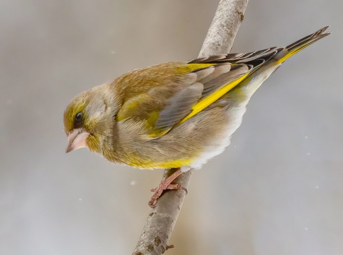 Зеленушка (Chloris Chloris)