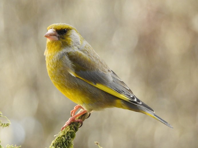 Зеленушка (Chloris Chloris)