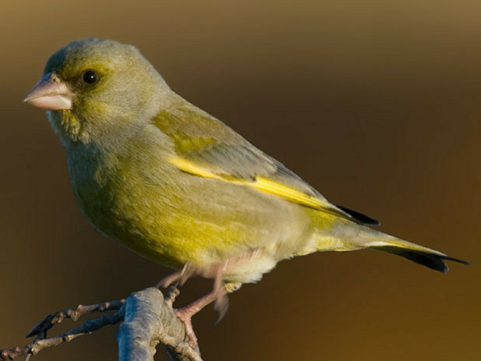Chloris Chloris