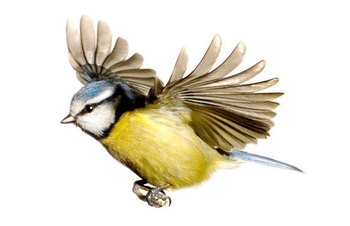 Синица Parus Major