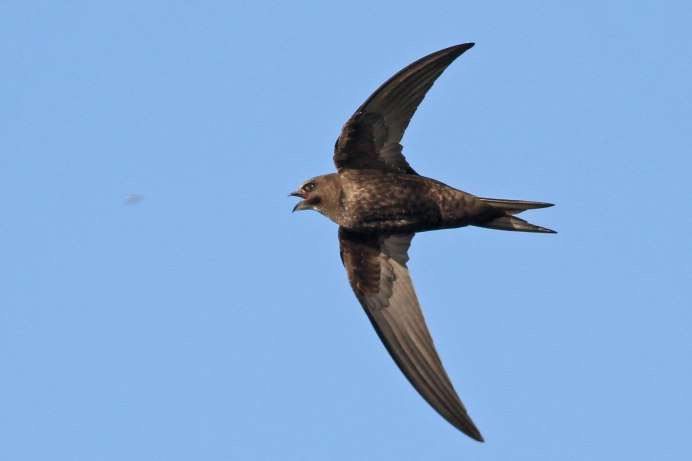 Cecropis semirufa