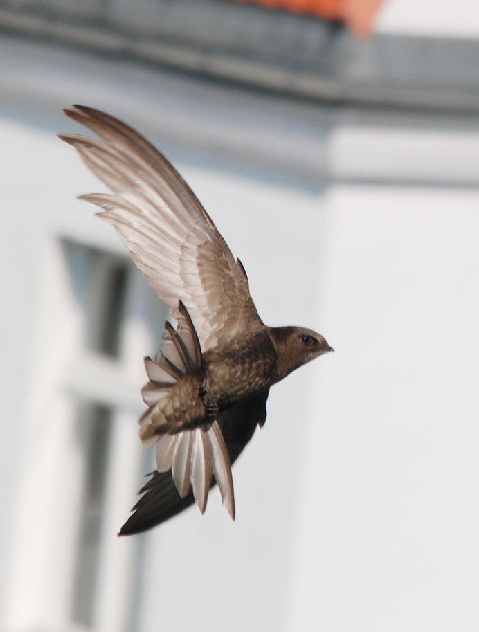 Swift Стриж