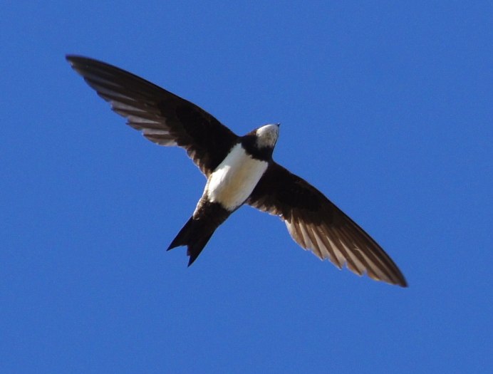 Swift птица