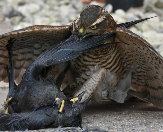 Chickenhawk Bird