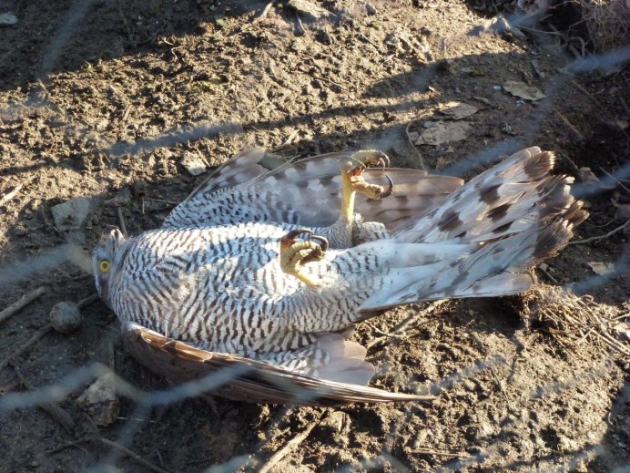 Крыло Predator