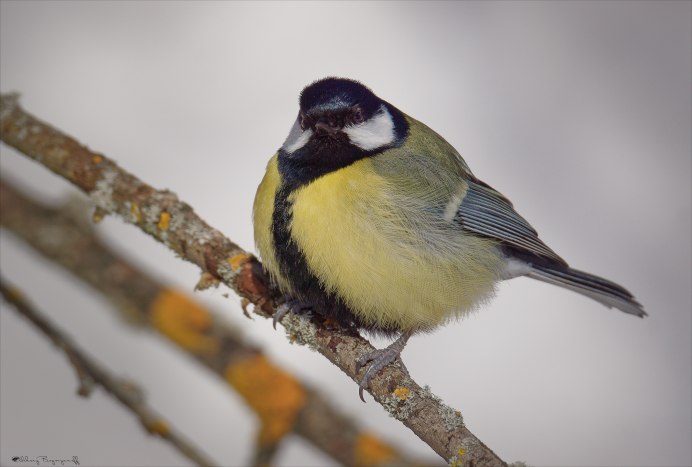 Синички в феврале