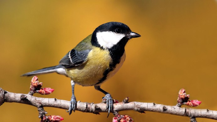 Синица большая фото окружающий мир 3 класс