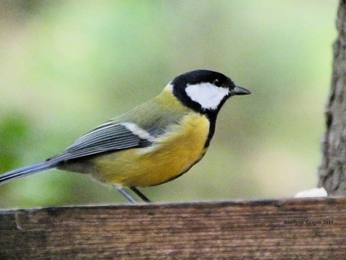 Прижавшиеся синички