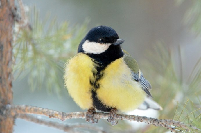 Две синички