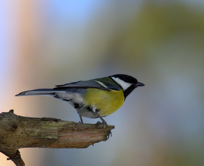 Большая синица и синица лазоревка